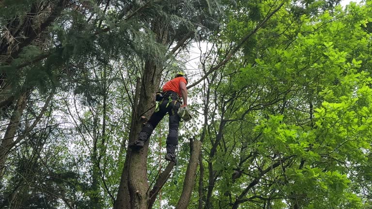 Best Hazardous Tree Removal  in Treasure Lake, PA